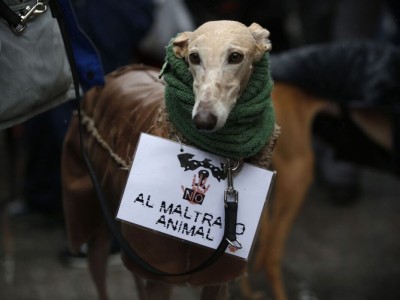 Se avanza con una nueva ley de protección animal bonaerense: en qué consiste