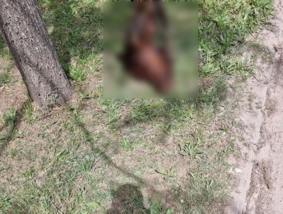El "macabro" hallazgo de una vecina de Villa Vengochea cuando volvía a su casa