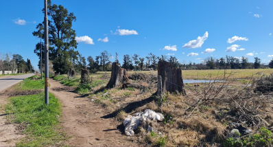 Tala de casuarinas en Corrientes y Trueba: cuál es el plan del desarrollo y cómo es el plan para reforestar