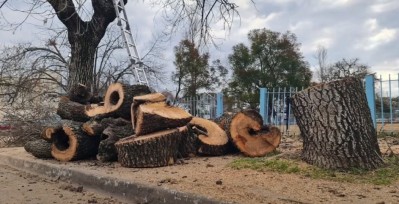 Polémica: por qué talaron árboles en la “Plaza Sur”, la explicación oficial y qué plan de obra se inició allí