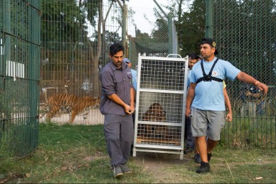 Trasladar&aacute;n a otros 30 grandes felinos del ex Zoo de Luj&aacute;n a santuarios fuera del pa&iacute;s: para cu&aacute;ndo y hacia d&oacute;nde