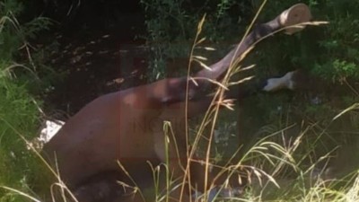 Otro caballo muerto fue encontrado entre basura: piden penas de prisi&oacute;n para los responsables