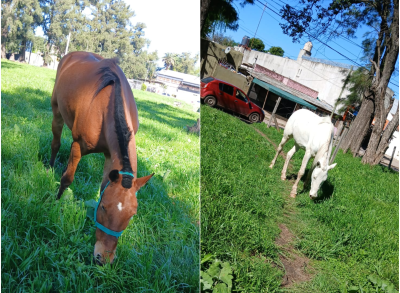 Le desaparecieron sus dos caballos cerca de la planta de Valente (Bimbo): "hay varias versiones"