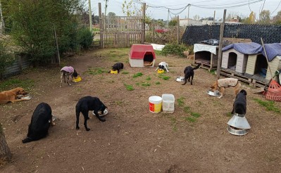 "Reconfortante, pero dif&iacute;cil": la historia del refugio rodriguense que transforma latitas en salud animal