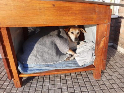 Murió Pipo, el perro que vivía frente a la Plaza Central