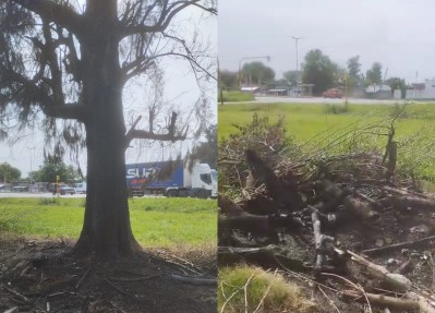 Quema de ramas terminó con un árbol en llamas en Ruta 24