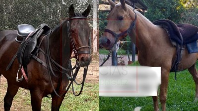 Robaron dos caballos de una finca ubicada en zona rural de General Rodríguez