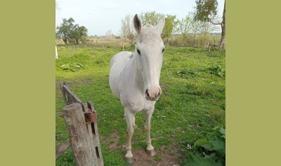 Les robaron el caballo y sospechan de vecinos: "A algunos no les importa y los venden para matarlos o para comer"