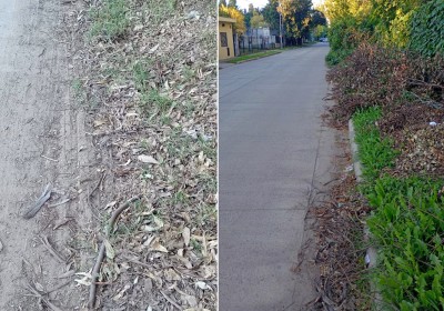 Una verdadera &ldquo;selva&rdquo; que casi reemplaz&oacute; a una calle, y es un riesgo para peatones y conductores