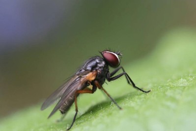 Alerta en todo el AMBA por la proliferaci&oacute;n de la "mosca negra": c&oacute;mo distinguirla y qu&eacute; recomendaciones hay