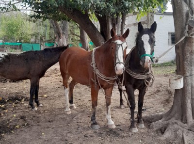 Buscan en Gral Rodr&iacute;guez y la regi&oacute;n a dos caballos criollos robados a una familia lujanense