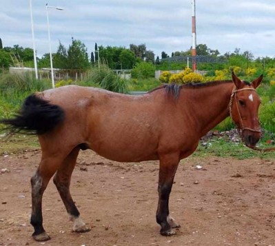 Vecino rodriguense sufrió el robo de su caballo en un predio de Luján