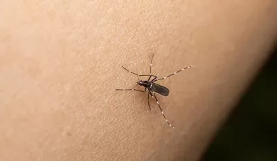 Dengue: aunque se desaceleran los contagios, Gral Rodríguez cerca de llegar a los 1000 casos