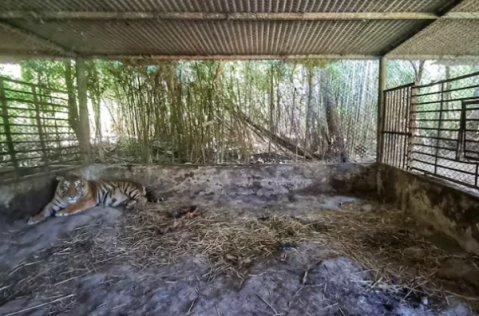 La inesperada solución que podría haber para los animales del Zoo de Luján