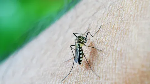 Expertos revelaron cuándo llegaría la "ola de dengue" al AMBA: qué recomendaciones dieron