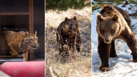 C&oacute;mo es la nueva vida en Europa de los tres animales rescatados del zool&oacute;gico de Luj&aacute;n