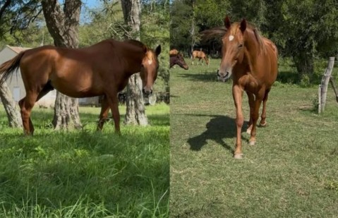 Robaron seis caballos en un campo de General Rodríguez cercano al límite con Luján
