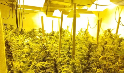 Allanaron un punto de cultivo y venta de marihuana cerca del Hospital Sommer