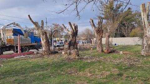 Cuál es la razón oficial que derivó en la polémica extracción de árboles en el Tapié
