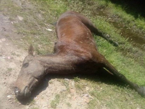 Alarma en Villa Ita: vecinos denuncian que caballo lleva días muerto en la calle sin respuesta de autoridades