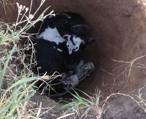 Los Bomberos debieron trabajar en el particular rescate de un animal: cómo fue y en dónde