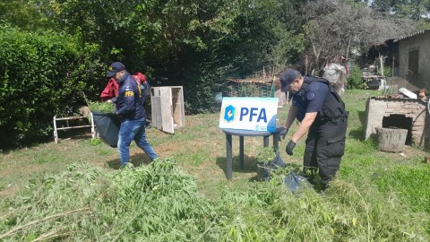 La Policía Federal secuestró 21 kilos de marihuana dentro del predio del Hospital Sommer