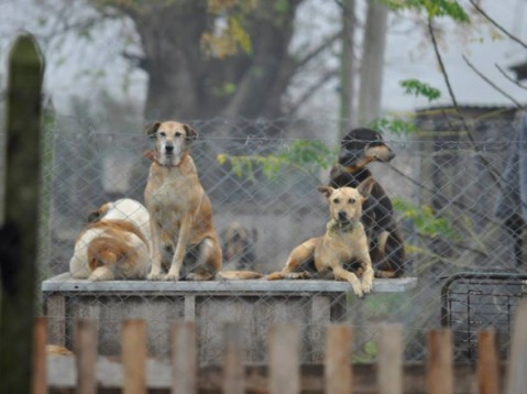 Impulsan una ley de protección animal en la Provincia: qué derechos básicos se busca resguardar