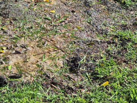 Video: preocupación de vecinos por contaminación y "olor a grasa" en la zona de Los Abuelitos