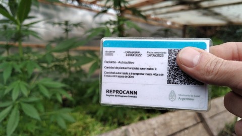 Cannabis medicinal: cuáles son las nuevas condiciones para el uso y la producción