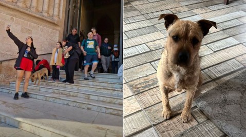 Video: la tierna historia del perrito "rodriguense" que peregrinó a Luján y consiguió familia