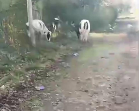 Fuerte denuncia de un trabajador del zoo de Luján por cuatrerismo y extorsión