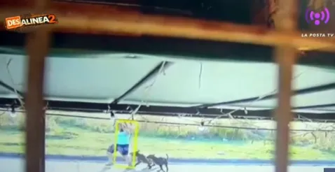 &ldquo;Tengo p&aacute;nico, por esa calle no paso&rdquo;: sigue latente el miedo en Bicentenario por perros en la v&iacute;a p&uacute;blica