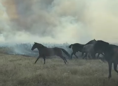 Animales asustados y un incendio forestal desatado por un vehículo en llamas