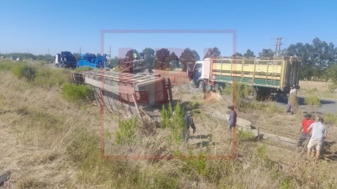 Volcó un camión de cerdos en Ruta 6 y vecinos fueron a llevarse a los animales o a faenarlos en el lugar