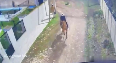 Video: así se llevaron la yegua de una familia de un campo del barrio Villa Arrarás
