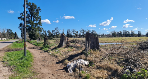 Tala de casuarinas en Corrientes y Trueba: cuál es el plan del desarrollo y cómo es el plan para reforestar
