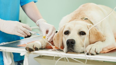 Veterinarios de General Rodr&iacute;guez se capacitaron en infectolog&iacute;a molecular aplicada