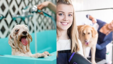 Veterinaria local busca cortador de pelo para mascotas