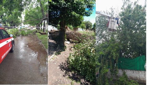Árboles y postes de energía caídos y calles inundadas tras las lluvias en General Rodríguez