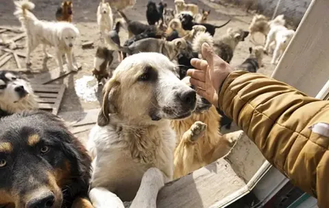 Buscan regular los establecimientos dedicados a la cría de perros: cómo sería y de qué se trata