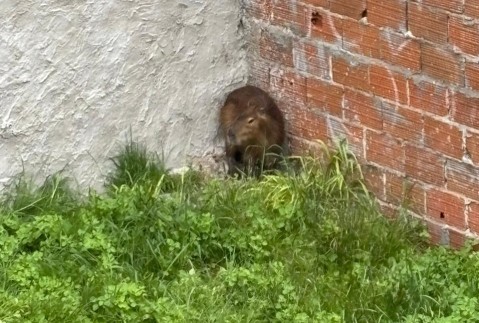 Video: un carpincho en pleno centro generó sorpresa en los vecinos durante la mañana del sábado