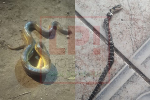 Hallan víboras en casas de distintos barrios de General Rodríguez: cómo saber si es venenosa