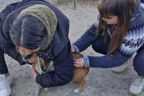 El Municipio insta a vacunar a perros y gatos ante la aparición de un murciélago con rabia en Luján