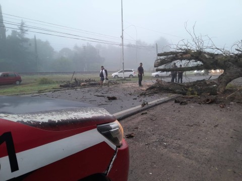 Un árbol complicó la mañana de quienes intentaron circular por Ruta 7