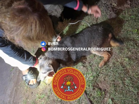 Los Bomberos debieron rescatar un animal en la madrugada de este lunes