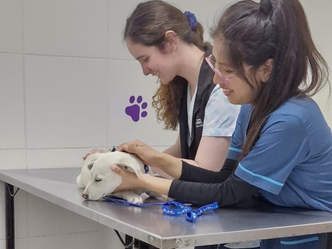 Nueva jornada de castración y atención veterinaria en General Rodríguez: cuándo y dónde pedir turno