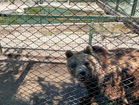 Tras cinco años, el Gobierno nacional acordó la reubicación de los animales del Zoo de Luján