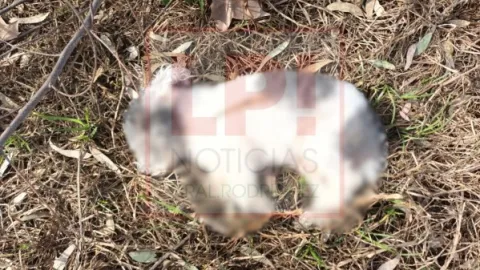 El Municipio y la ONG Sos Can se pronunciaron tras el hallazgo de animales muertos en el monte del Hospital