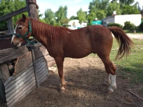 Cortaron el alambrado perimetral y se robaron un caballo de un campo