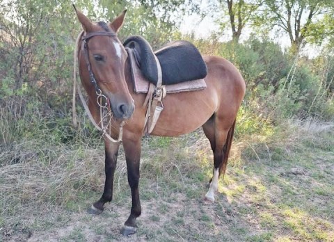 Les robaron una yegua que es un regalo familiar y la buscan intensamente